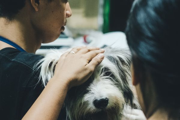 Welcome to Our Veterinary Clinic